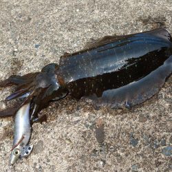 今年はアオリイカが多いのか少ないのか